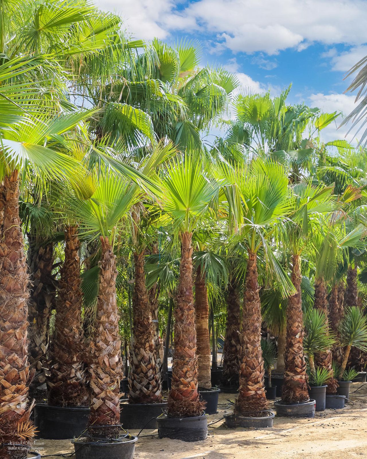Washingtonia palm