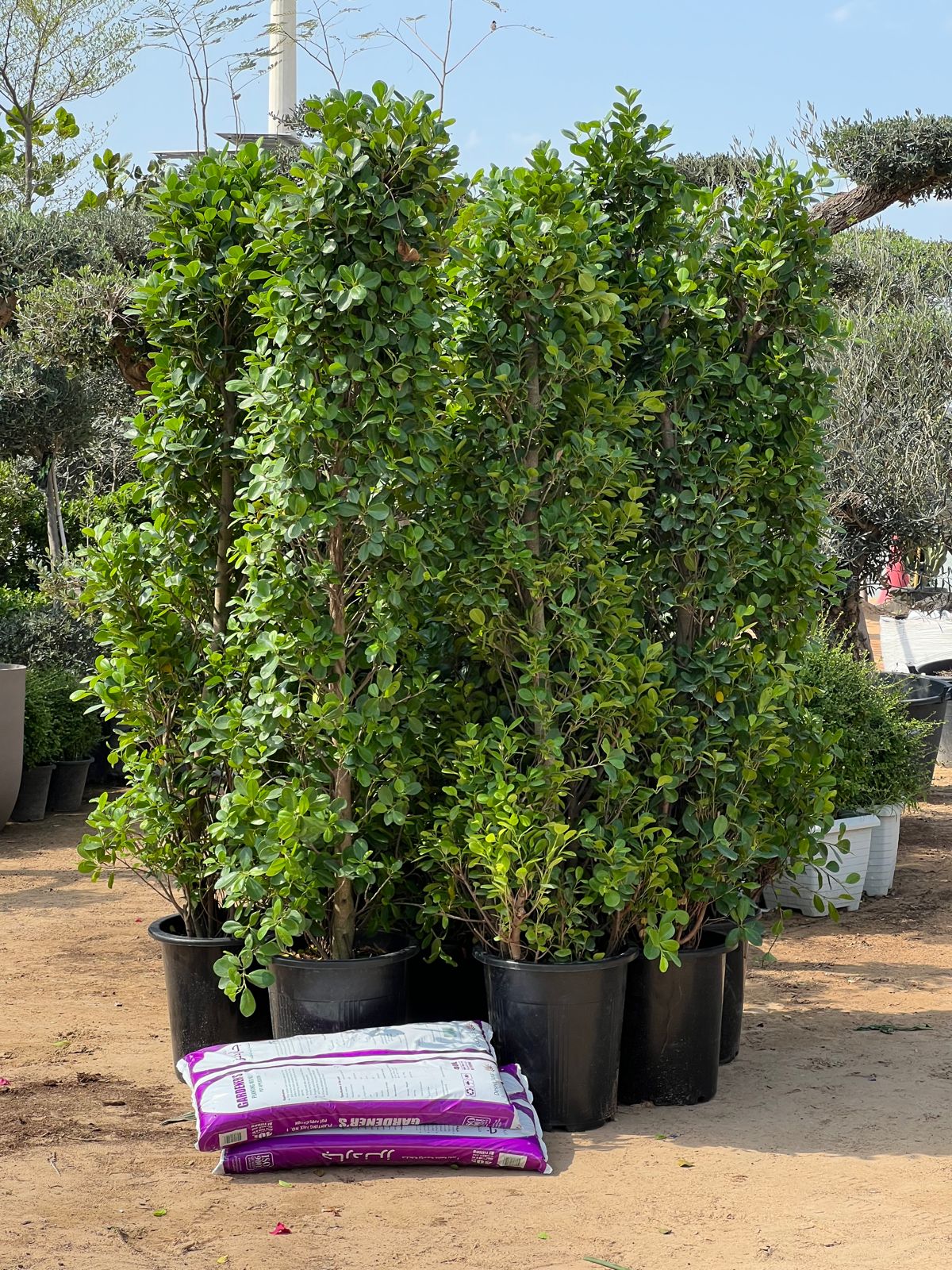 Cone ficus Garden plant