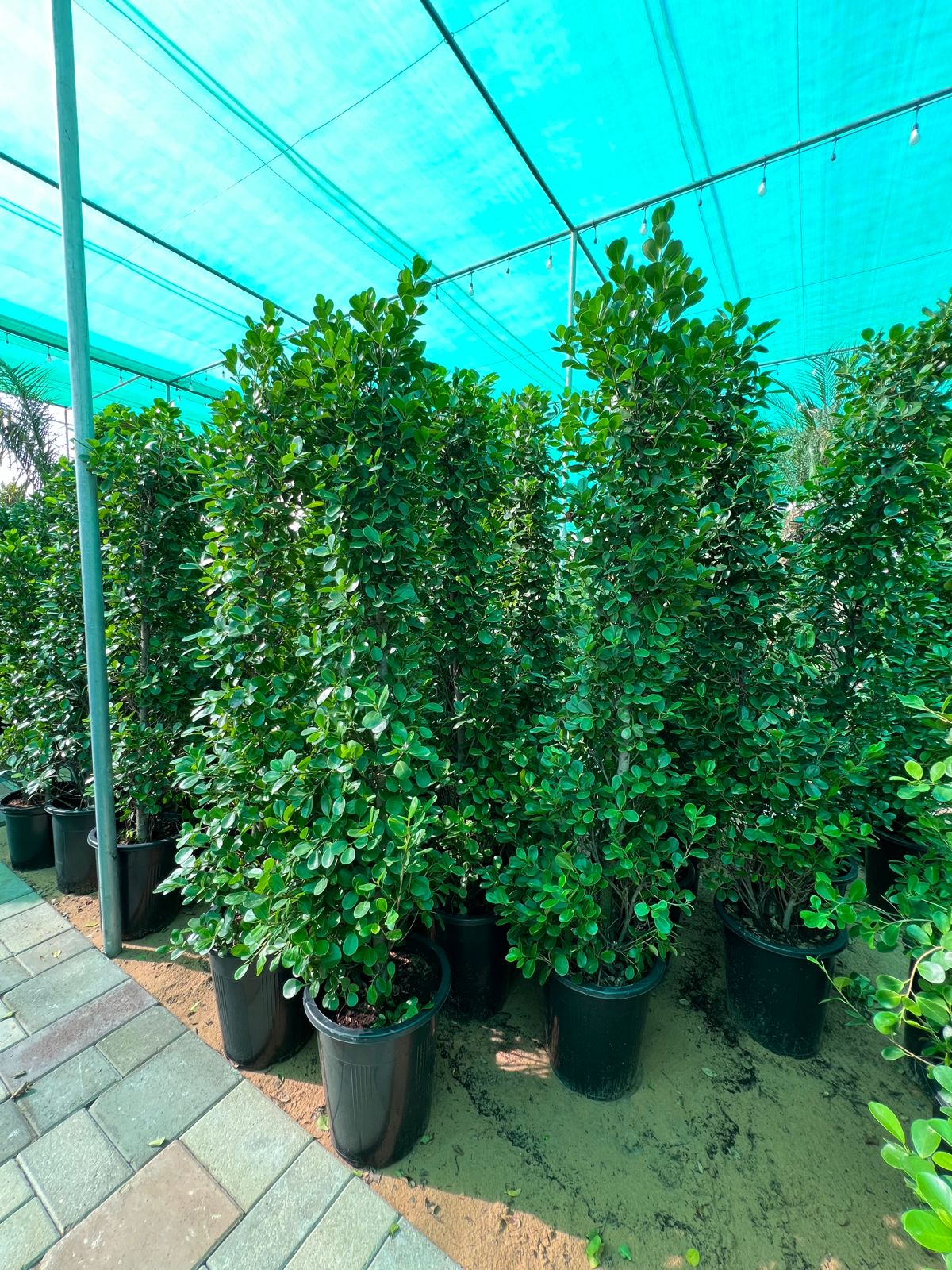 Vietchia Palm 180cm