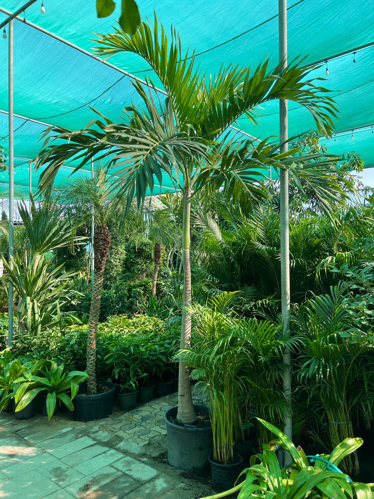 Vietchia Palm 180cm