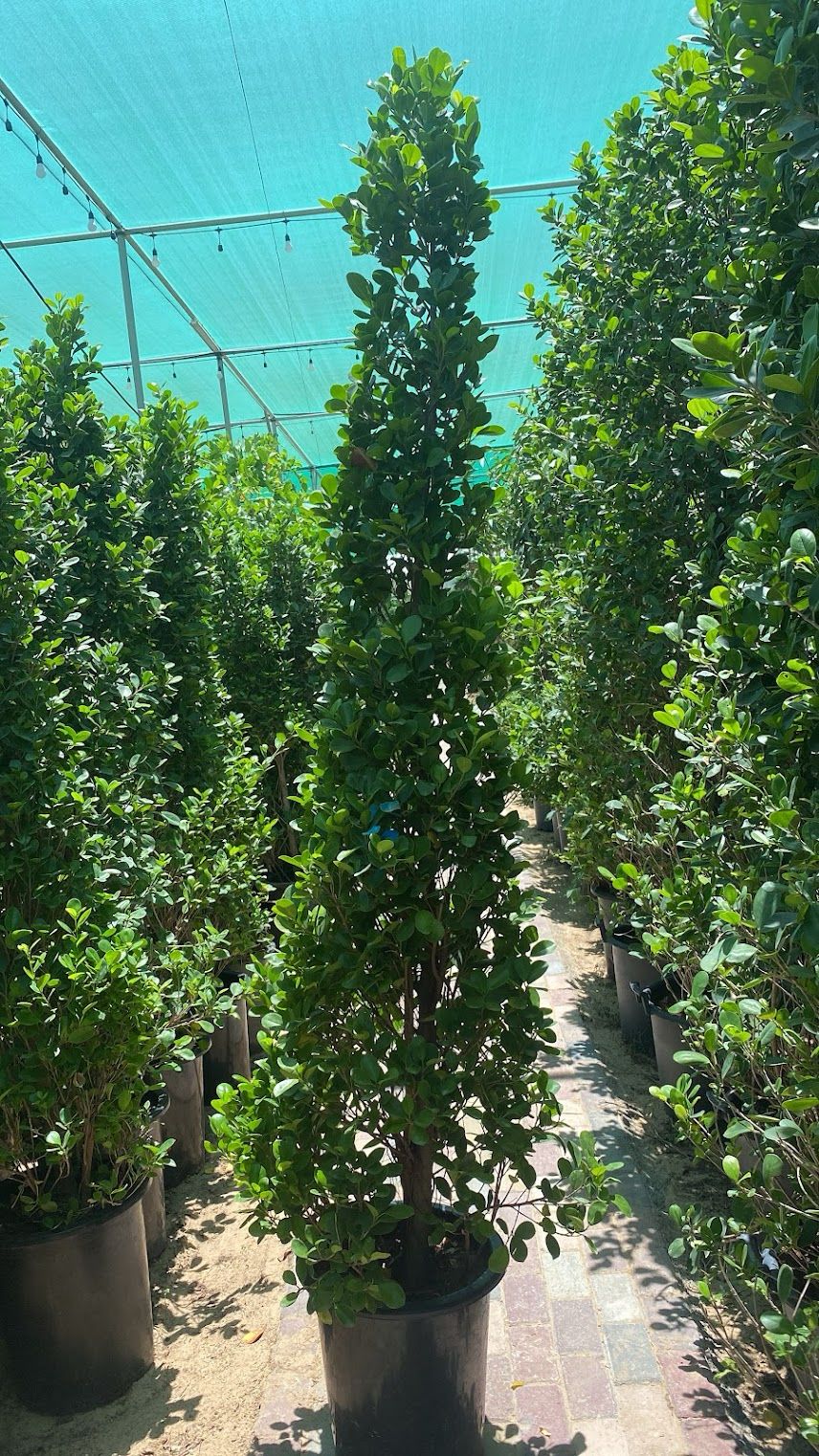 Ficus Diversifolia 2 meter
