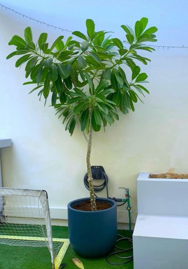 Plumeria Obtusa "Frangipani or The Temple Tree"