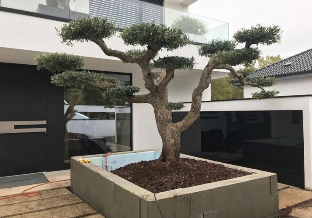 Olive Multi Head Bonsai Shape