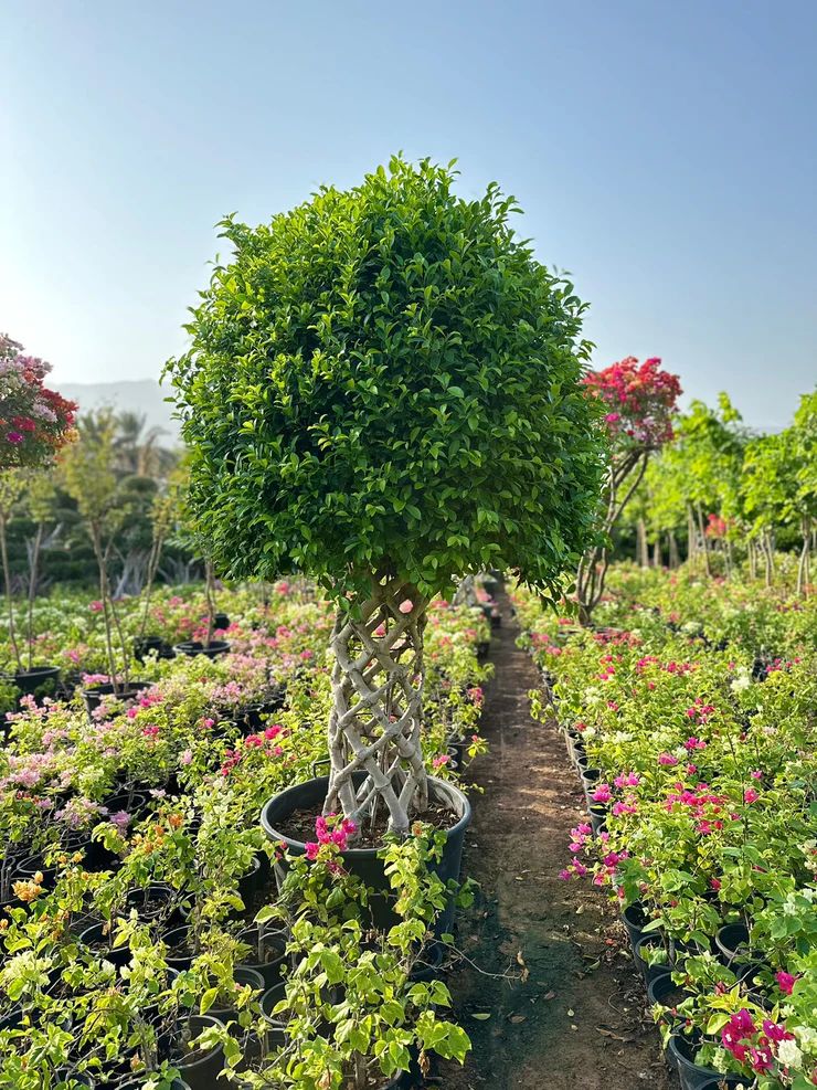 Ficus cage one head