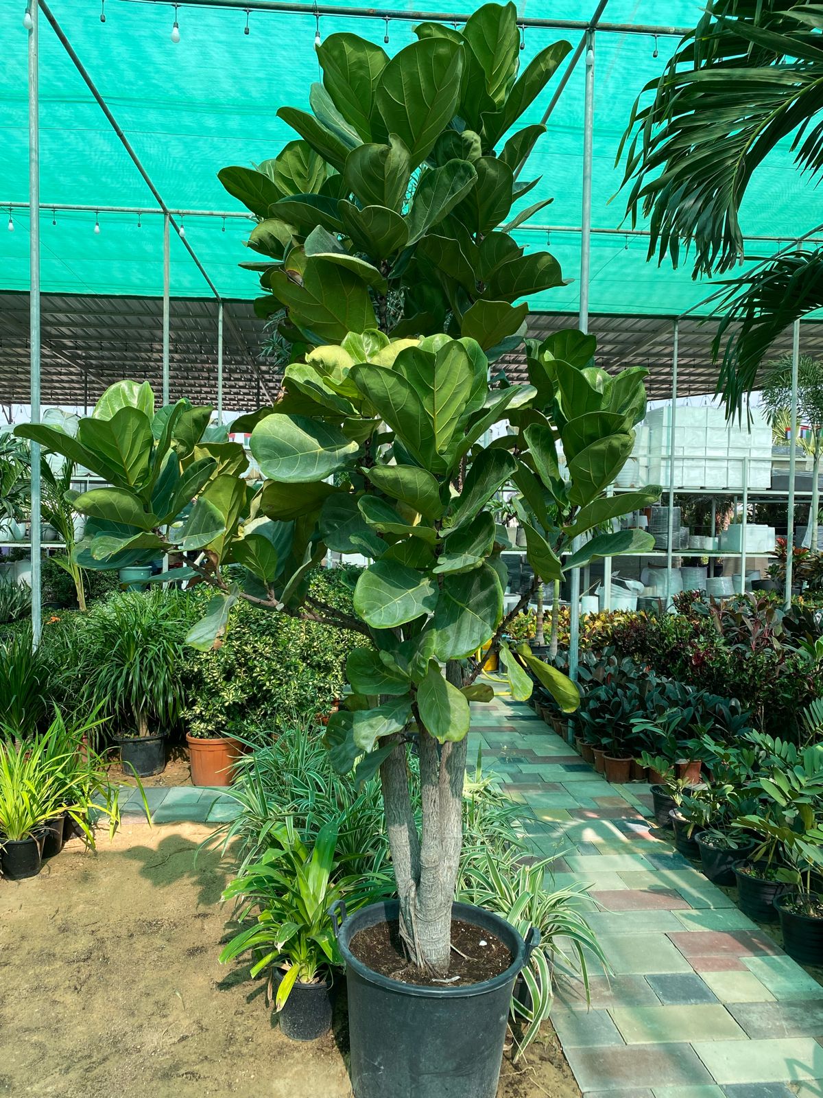 Ficus lerata 2.5 meter tall