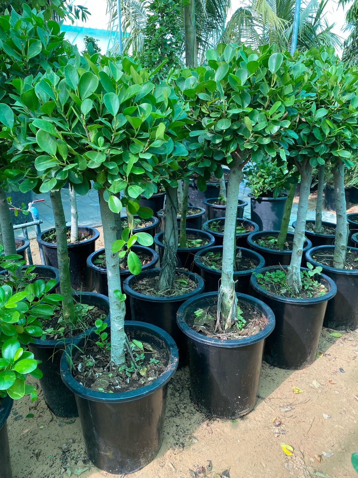 One head ficus 1 meter