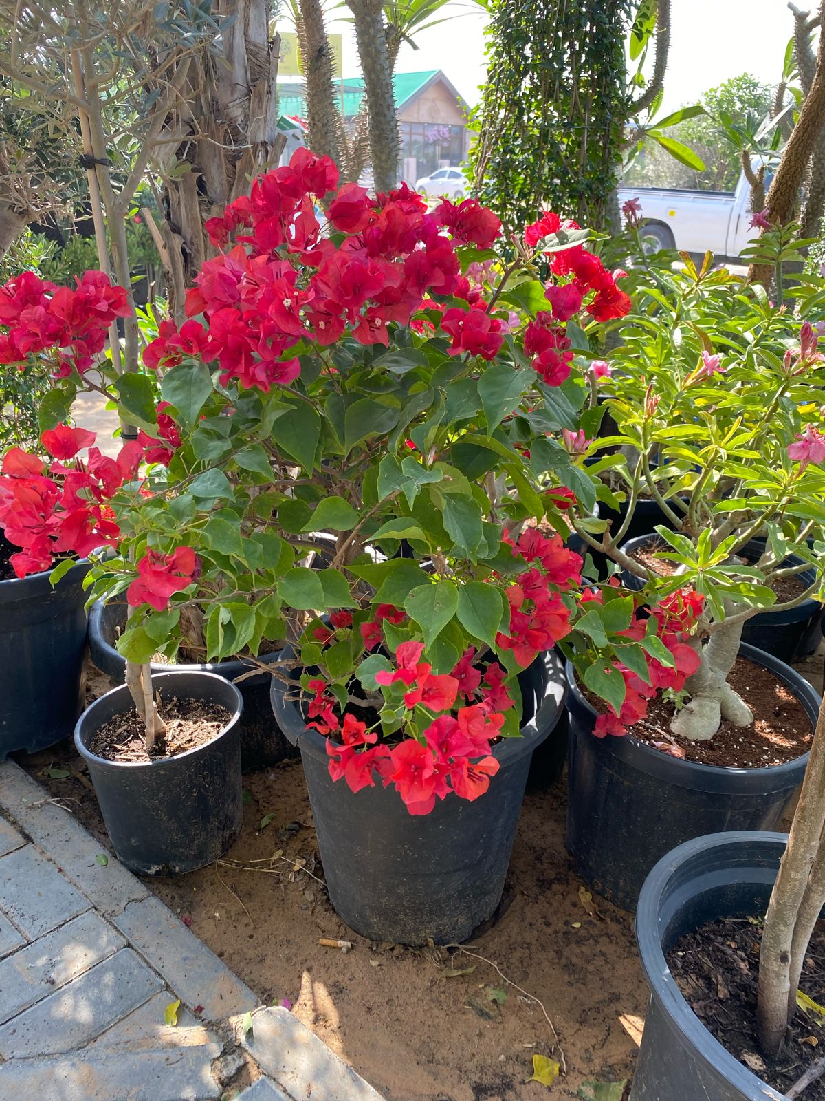 Bougainvillea in 30liter pot