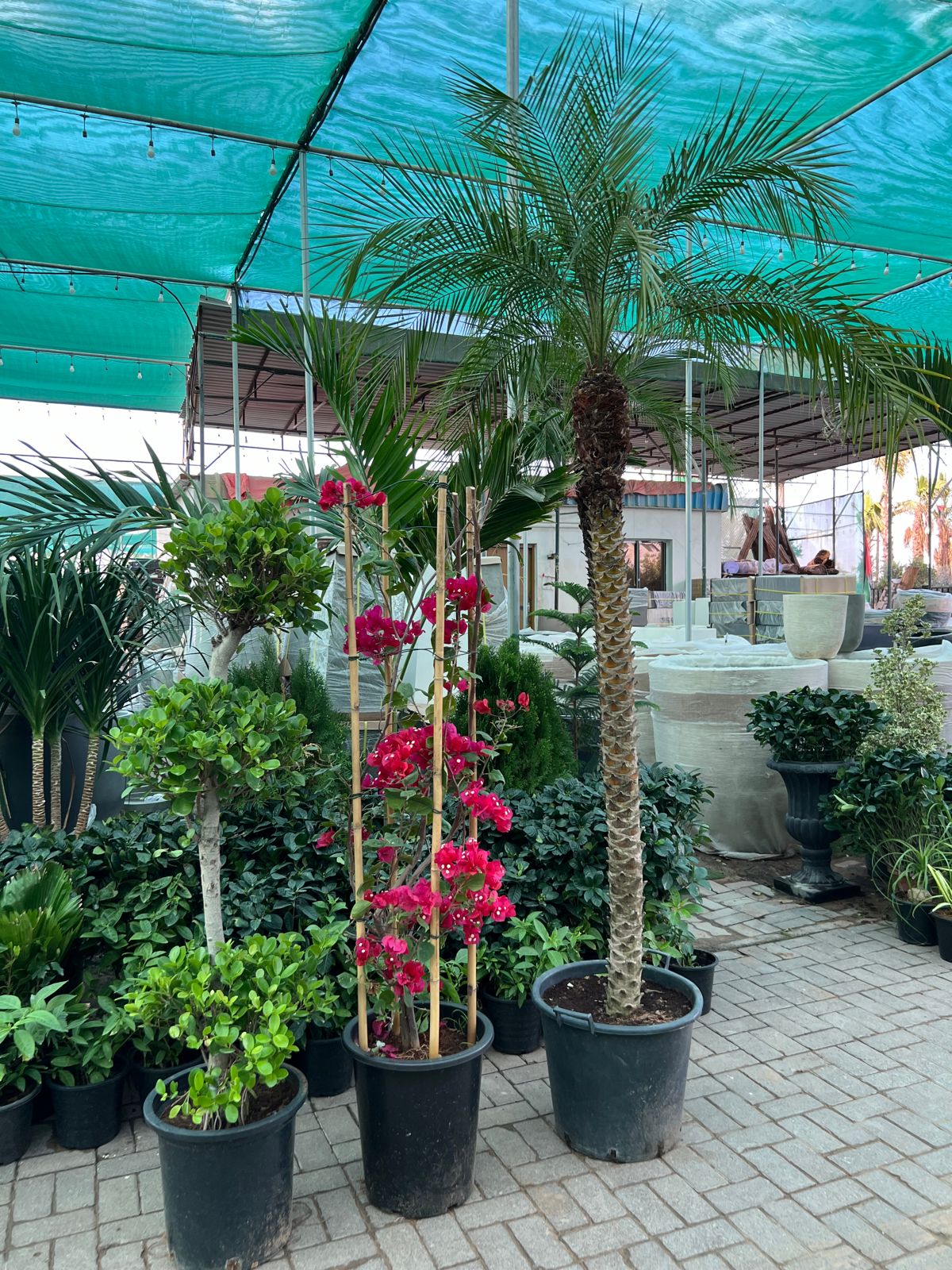 Bundle of 3 outdoor plants