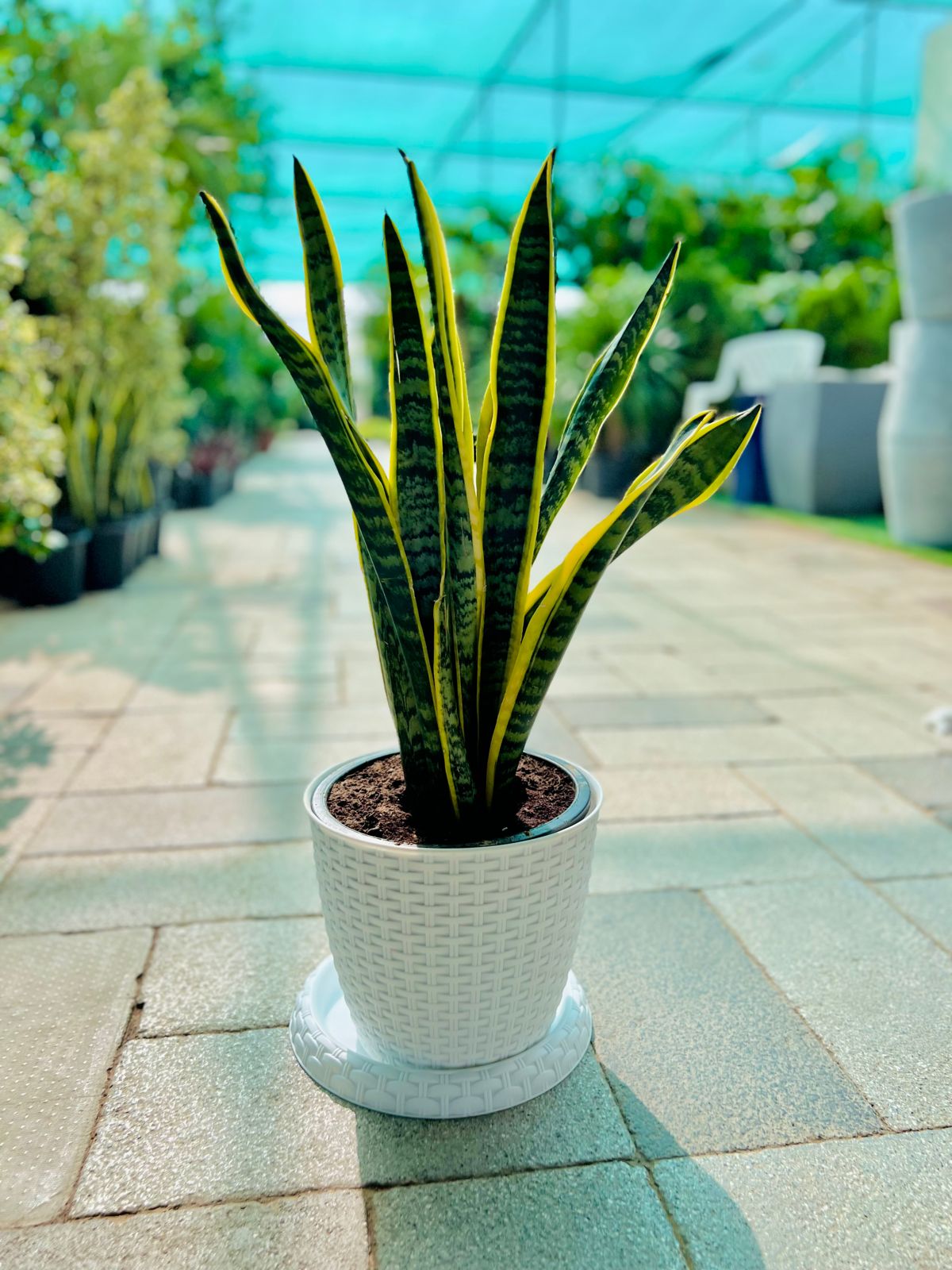 Snake plant with plastic pot
