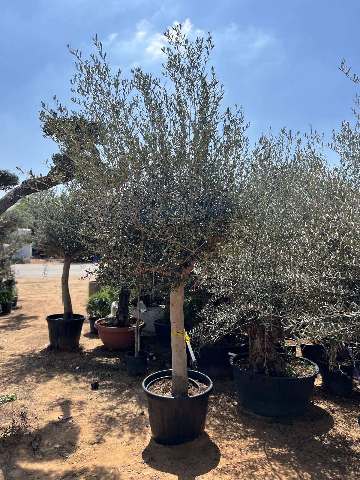 Tall olive 🫒 tree