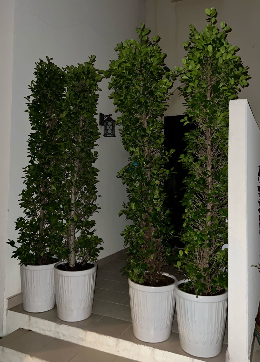 Ficus cone panda with ceramic pot