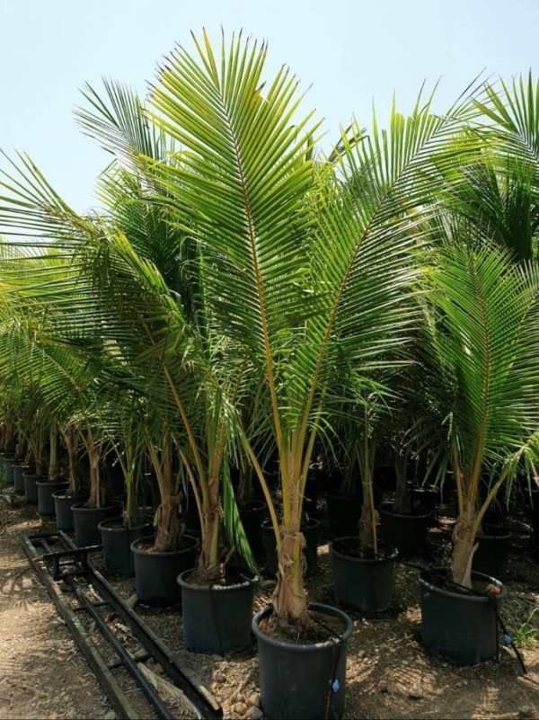 Coconut palm 3 meter