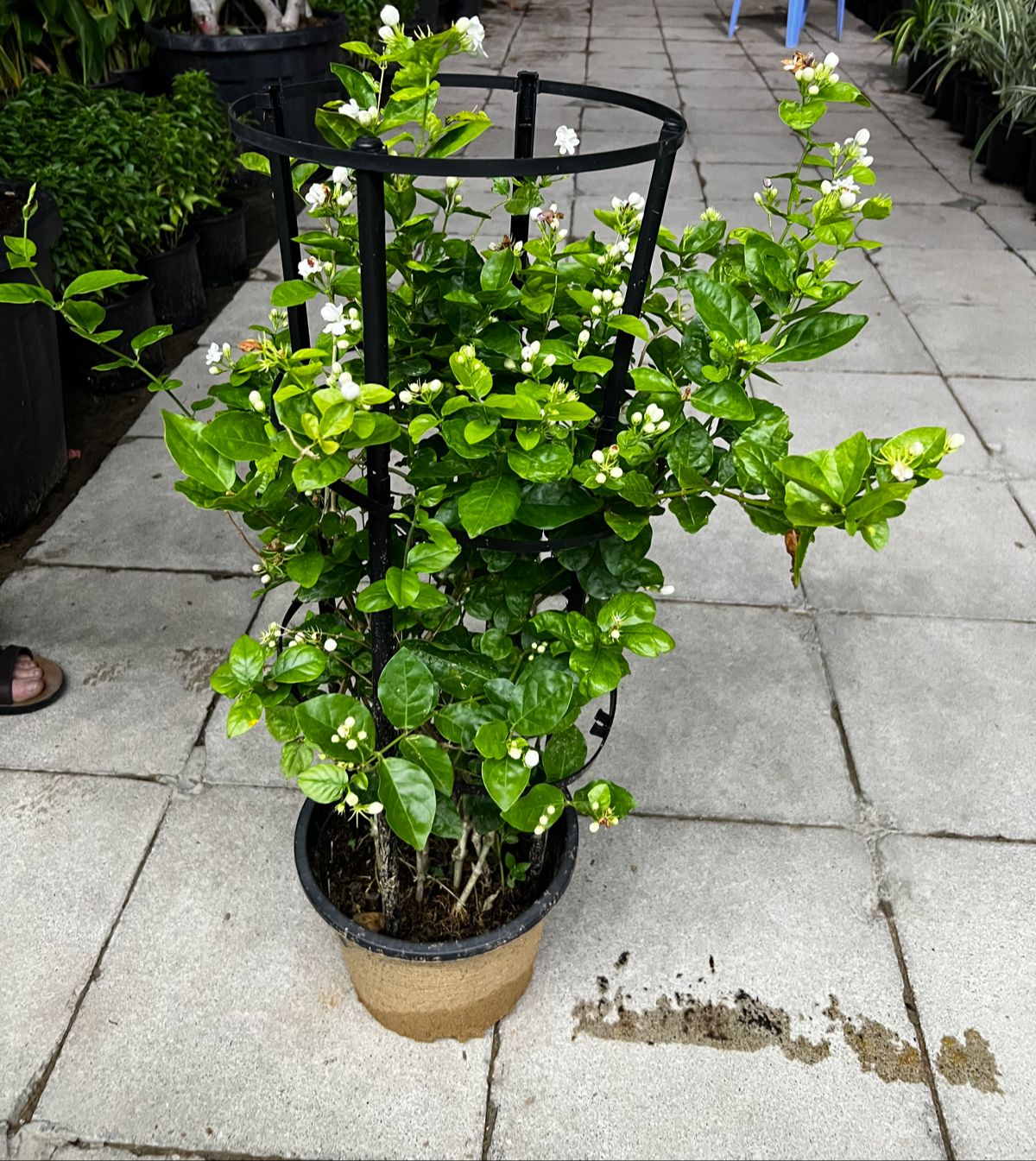 Motiya jasmine  50cm
