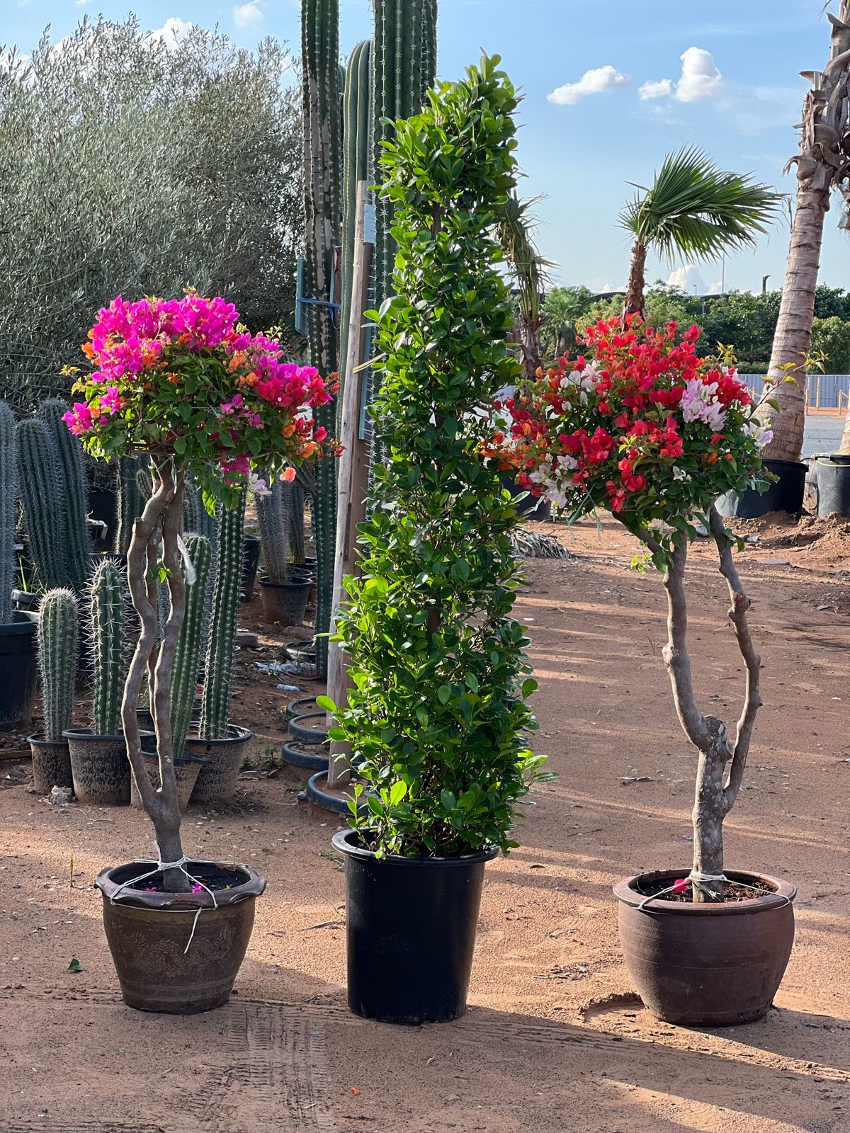 Bundle of 3 outdoor plants