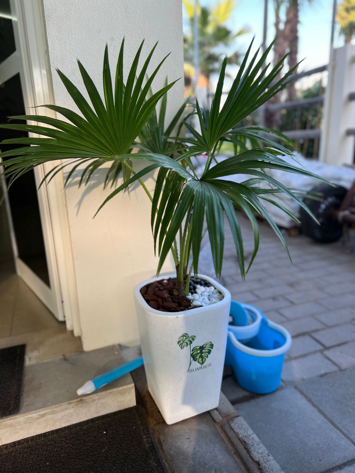 Livistona Speciosa with ceramic pot