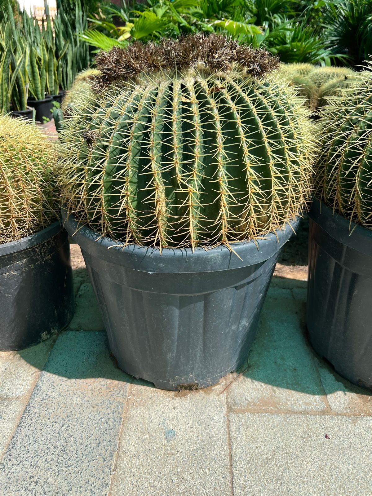 Ball cactus XXL size