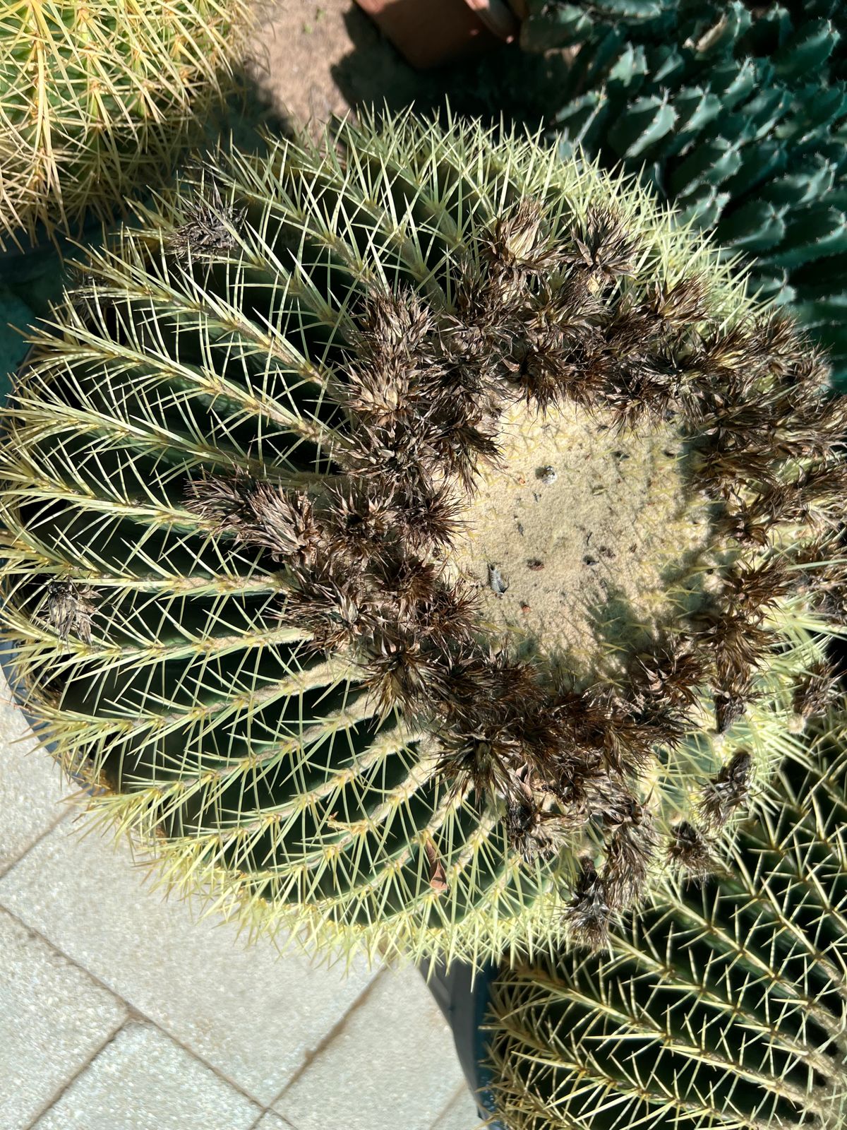Traveler palm 2.5 meter