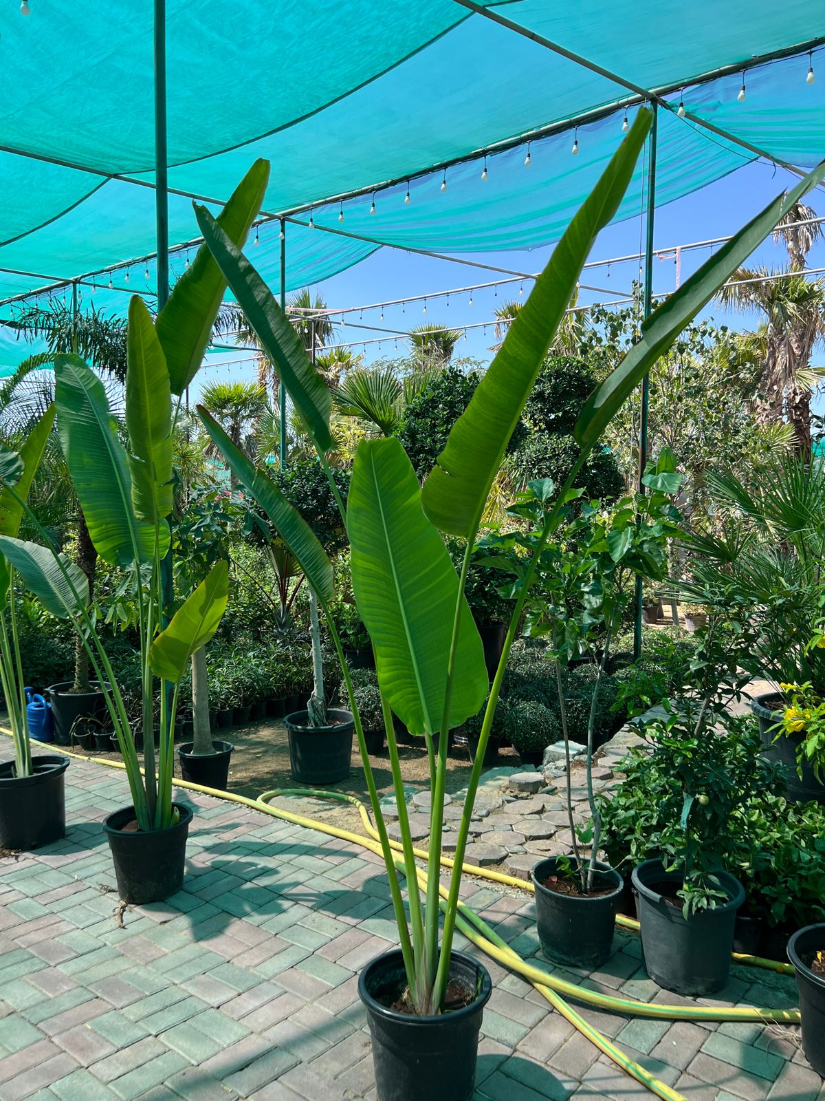 Traveler palm 2.5 meter