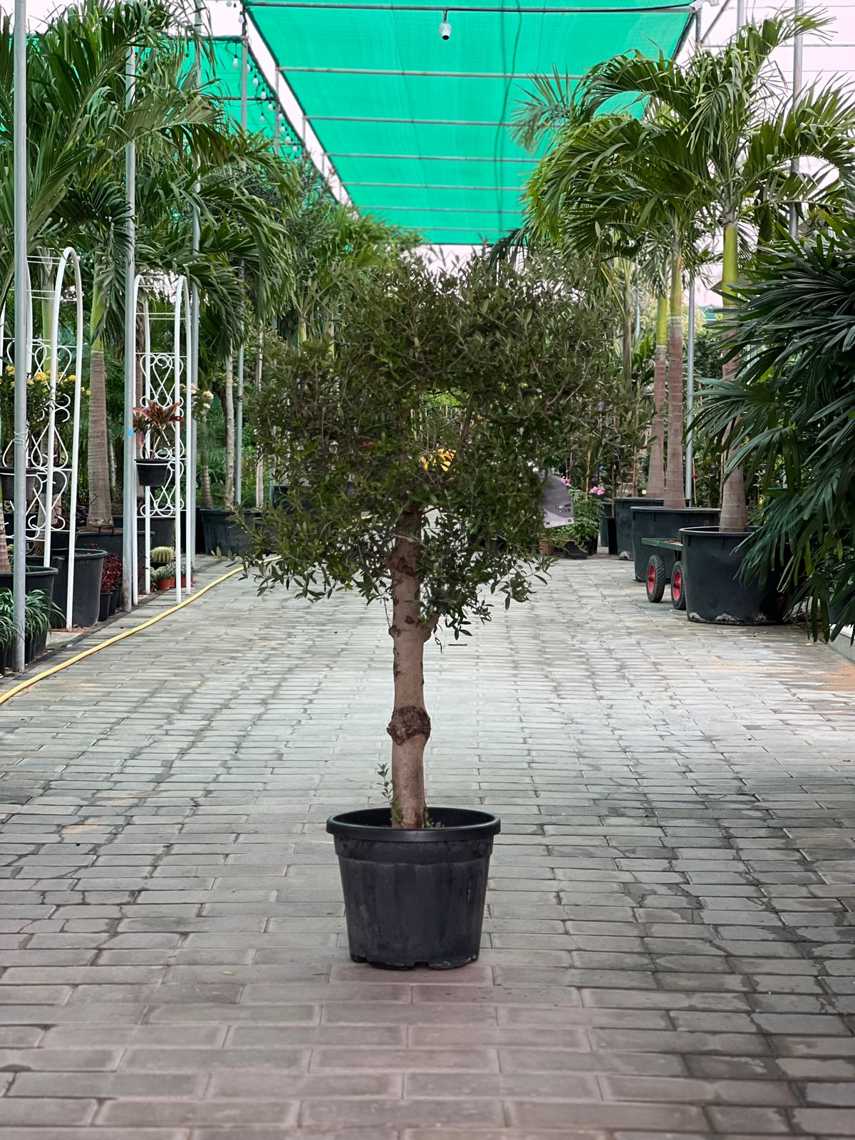 Croton 30cm
