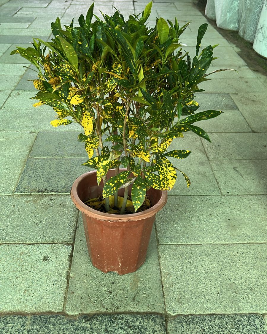 Croton 30cm