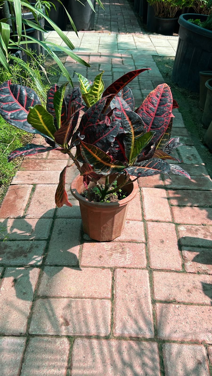 Croton