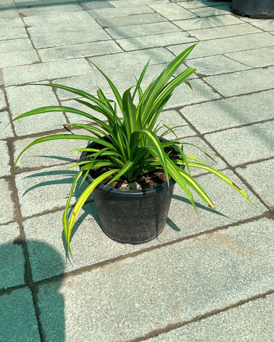 Pandanus lemon lime