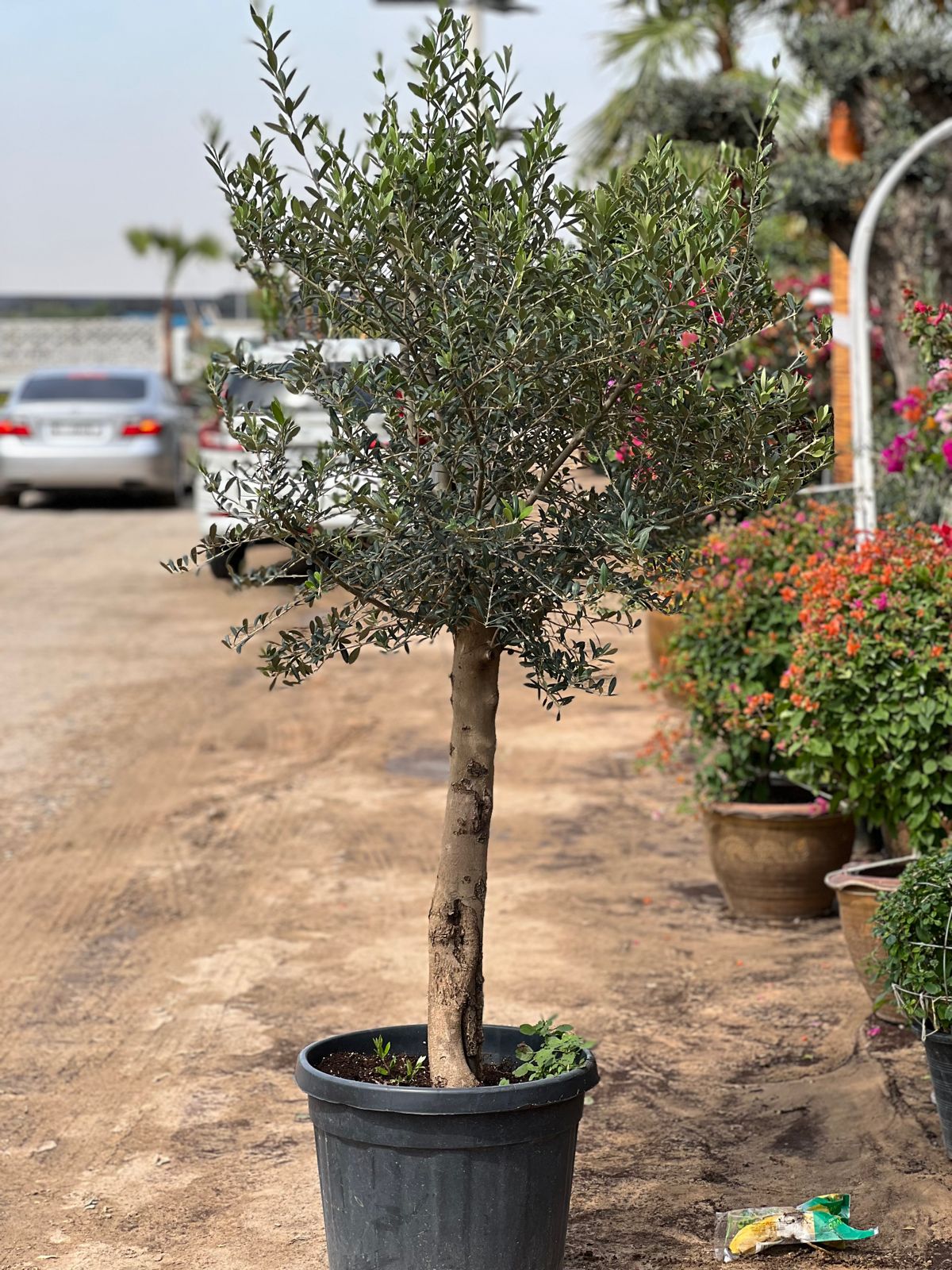 Olive medium size 1.5 meter