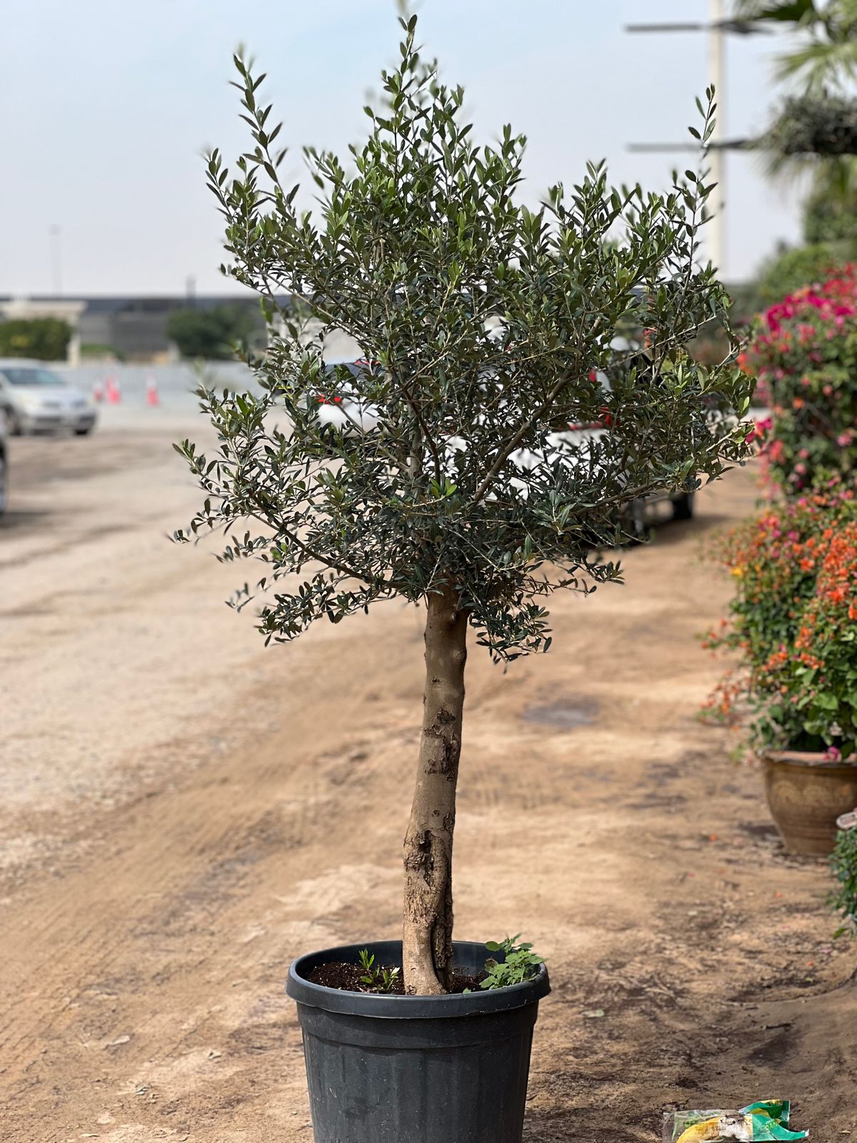 Bonsai olive multi head