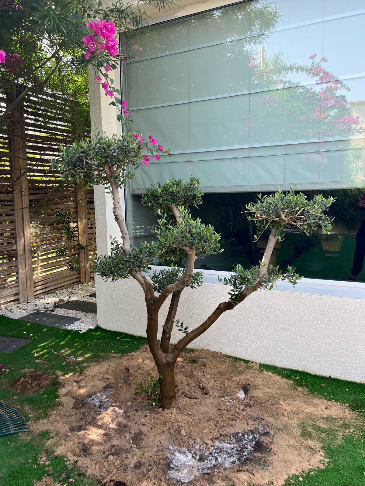 Bonsai olive multi head