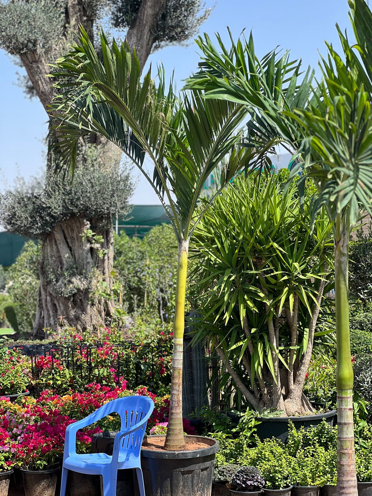 2 meter palm