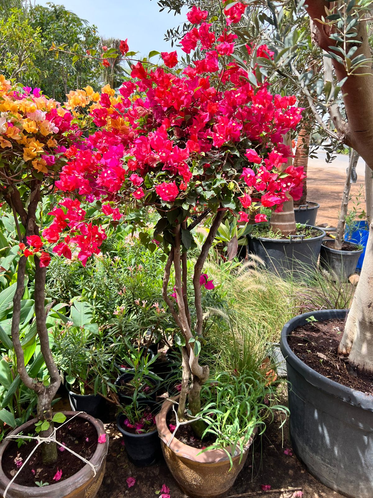 One Head bougainvillea multi color