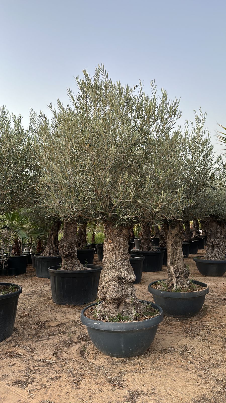 Shallow pot olive   Size 2 meter  Trunk size 30cm width