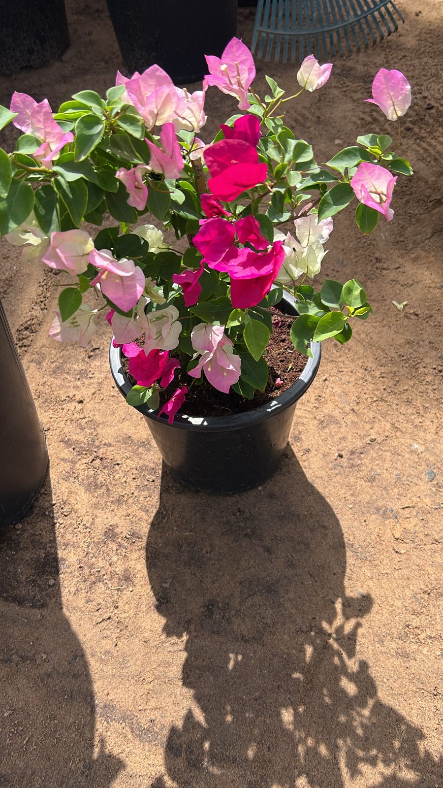 Small bougainvillea