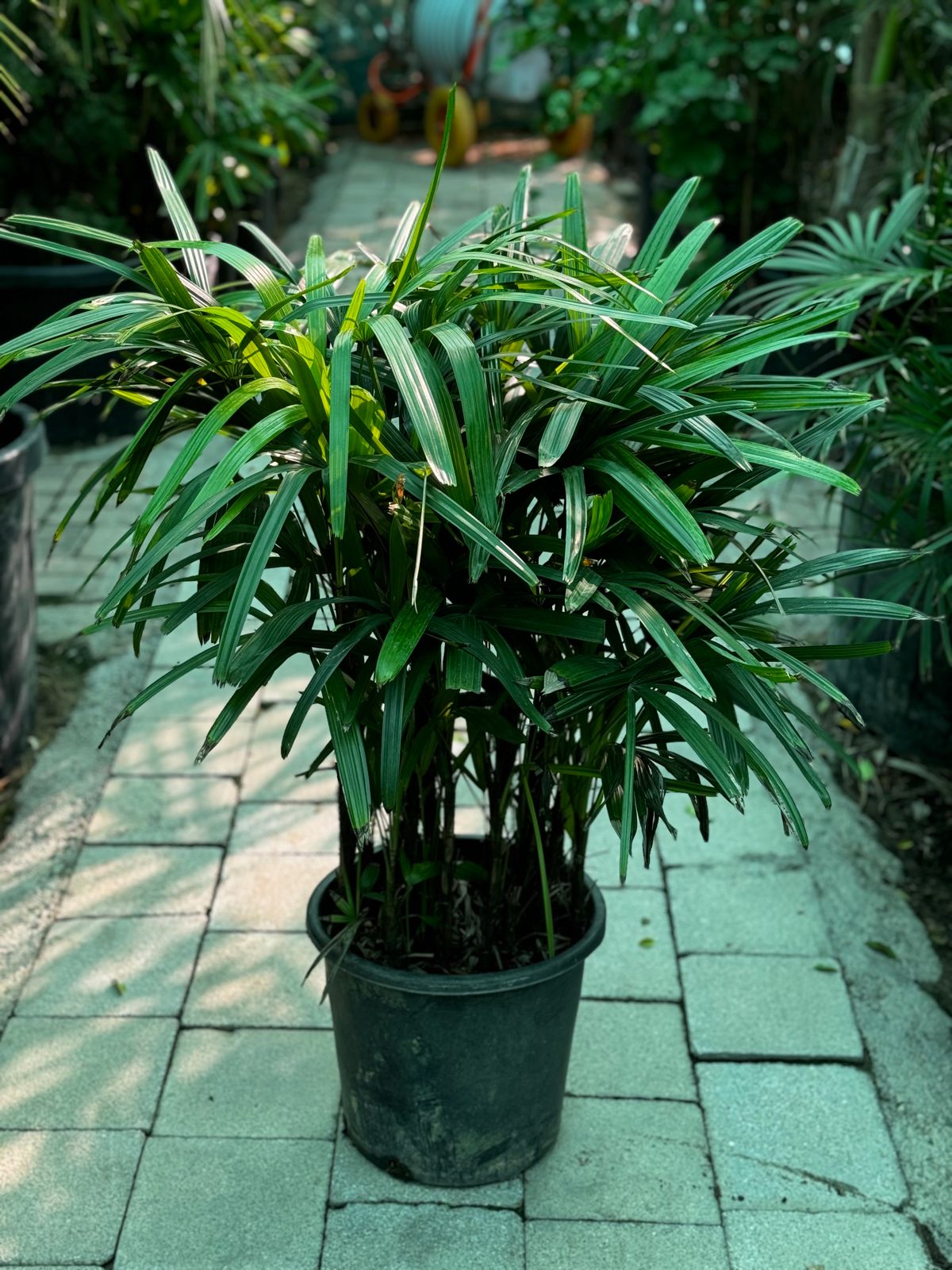 Raphis palm 1 meter