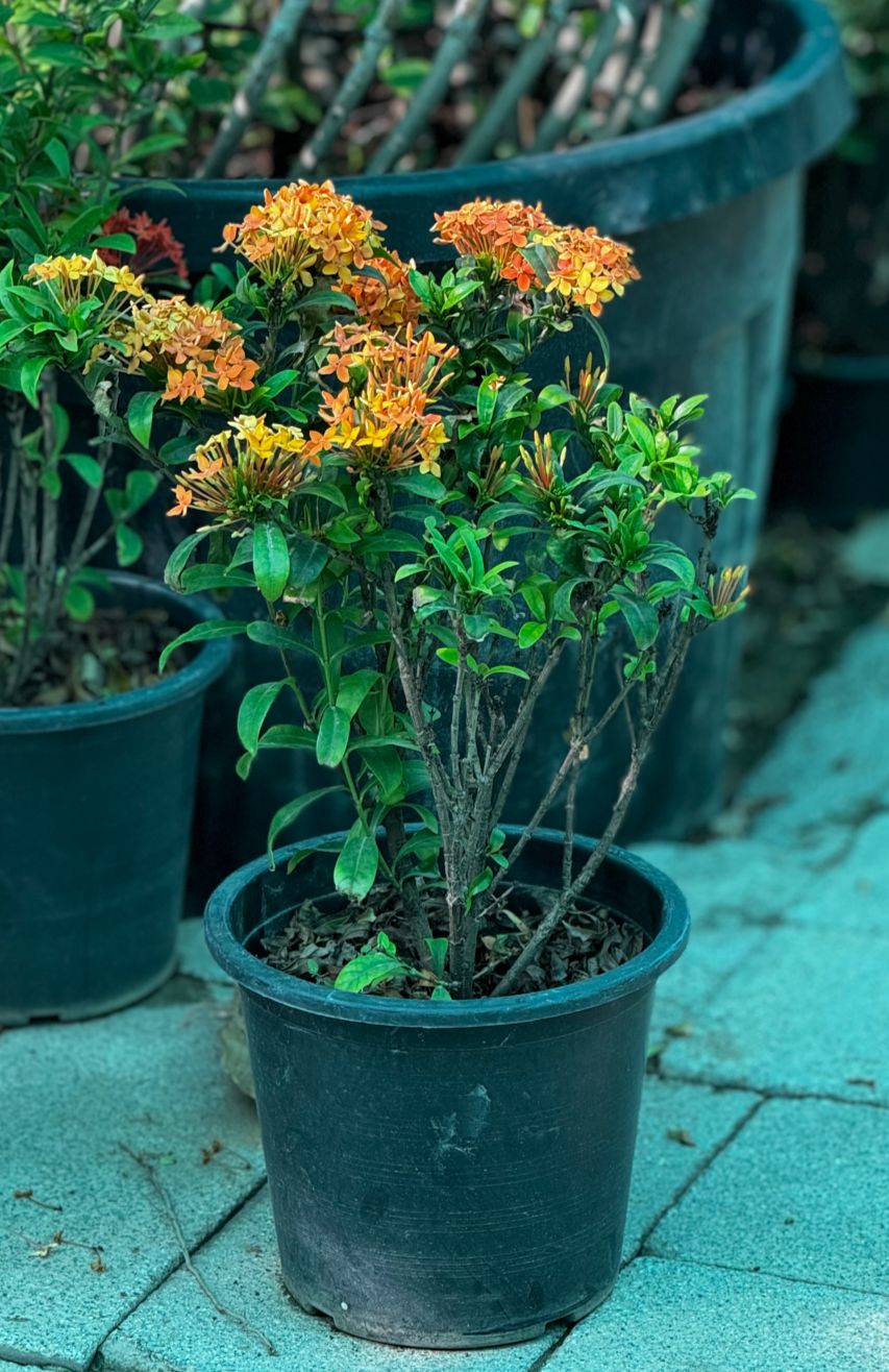 Ixora Flowers plant