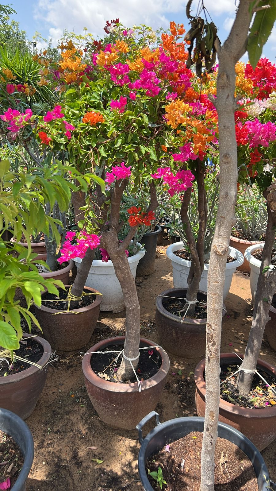 One Head Bougainvillea