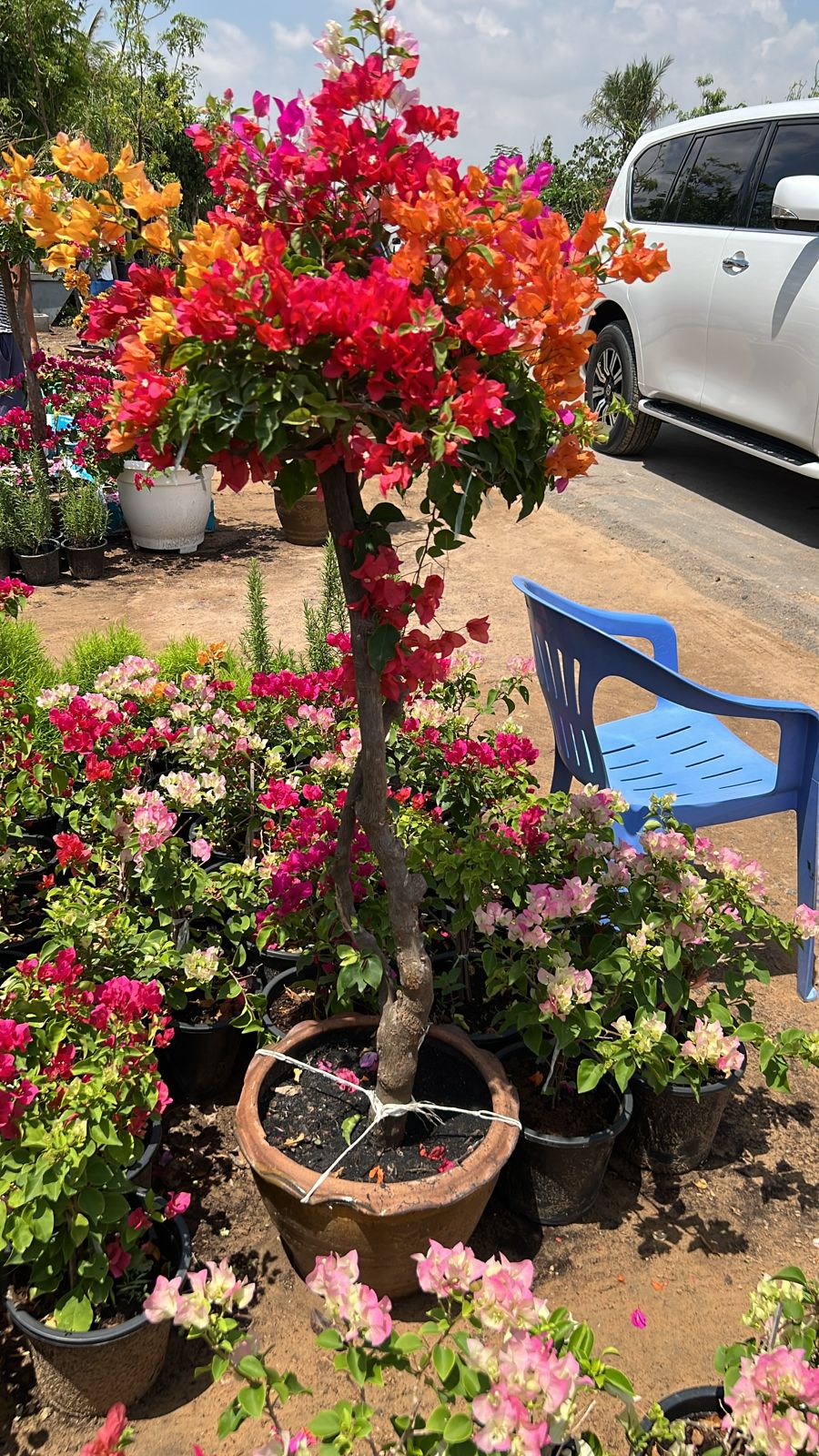 One head bougainvillea