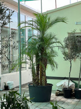 Multi Head phonex palm