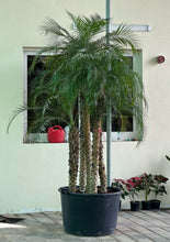 Multi Head phonex palm