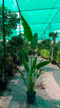Ravenala madagascariensisSize 2.5 meter