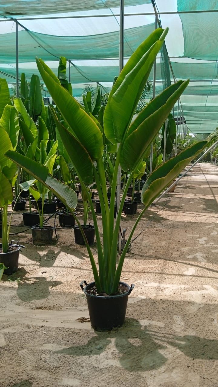 Ravenala madagascariensisSize 2.5 meter