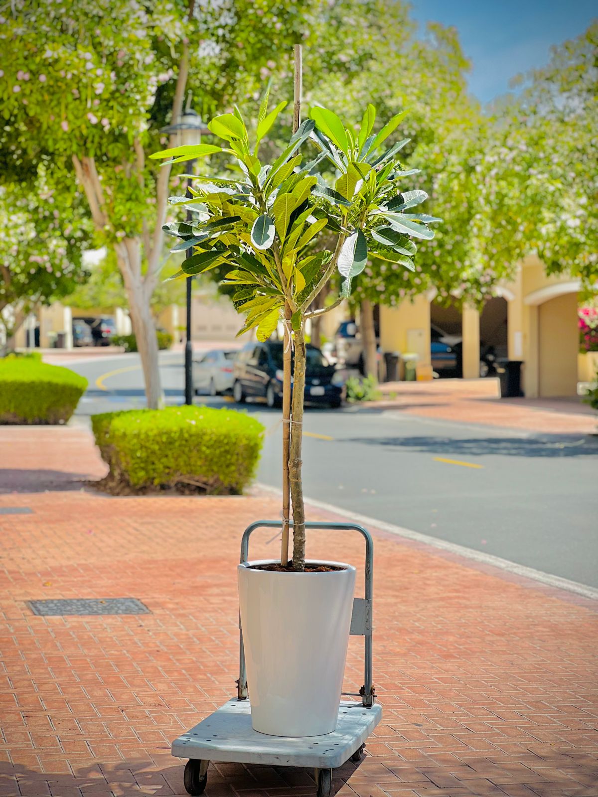 Plumeria 2 meter tall with long white ceramic pot
