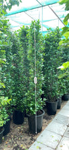Ficus plant 2 meter tall