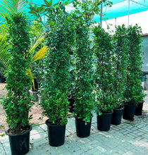 Ficus plant 2 meter tall
