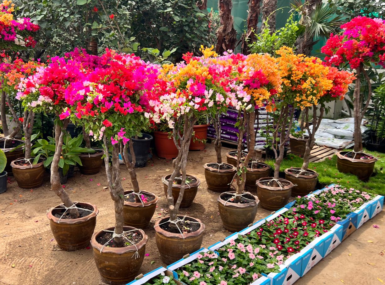 One Head multi Color Bougainvillea   Size 1.3 to 1.5 meter