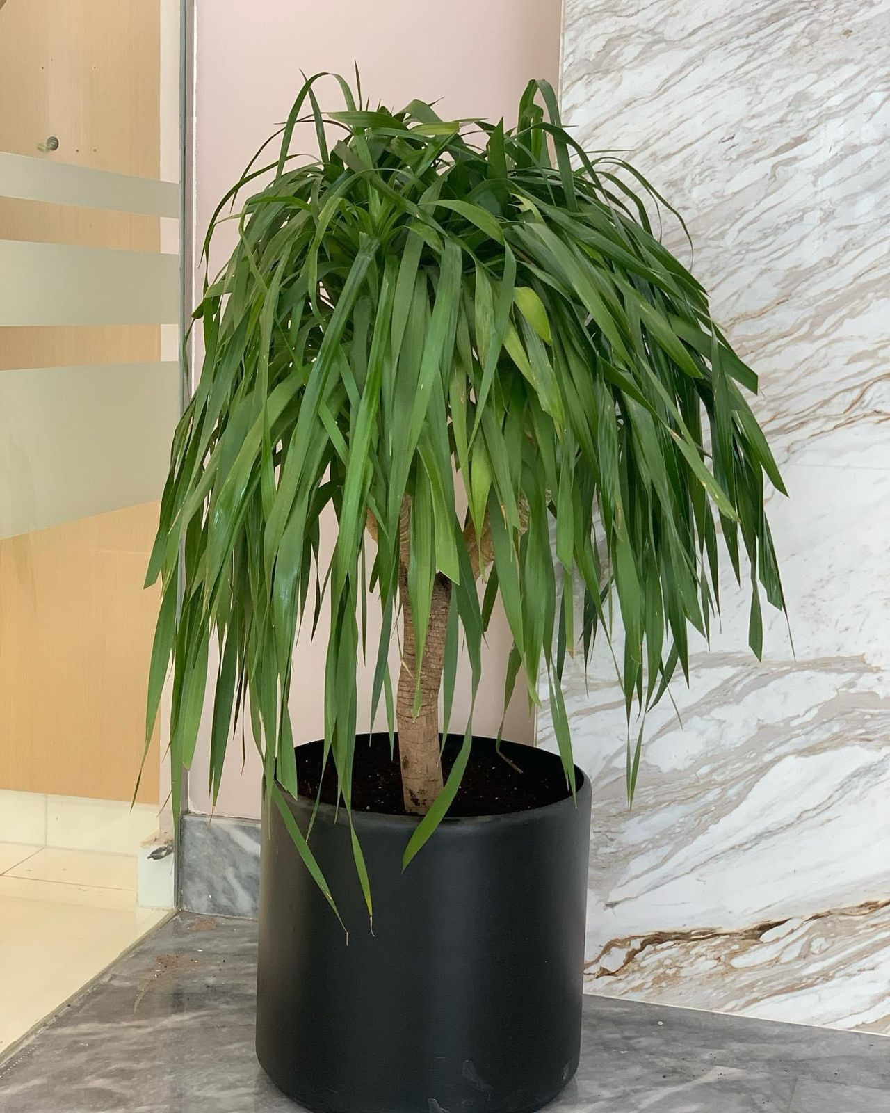 Yuka Bushy plant with Black ceramic pot