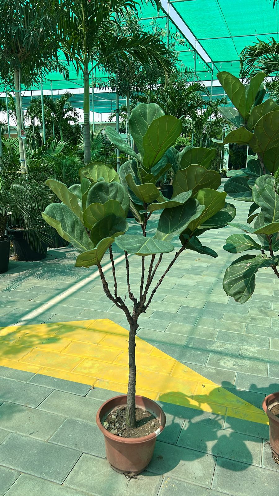 Fidle leaf fig medium size plant