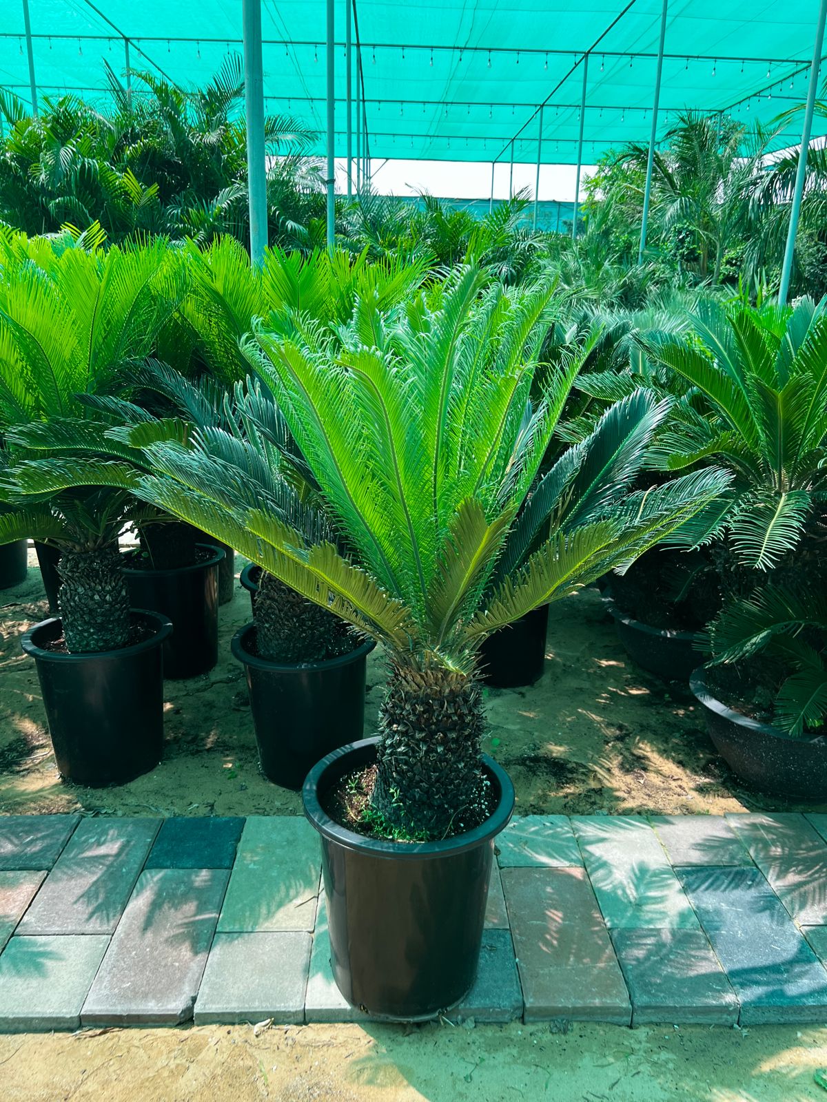 Cycus palm   Size 1.1 mete