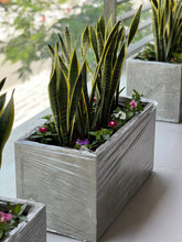 Bundle of Snake plants with Fiberclay planter Box