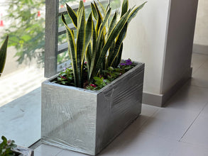 Bundle of Snake plants with Fiberclay planter Box